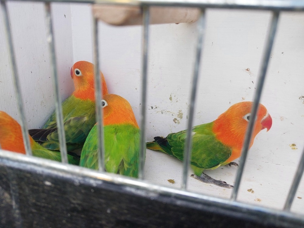 Agapornis fischeri - 4