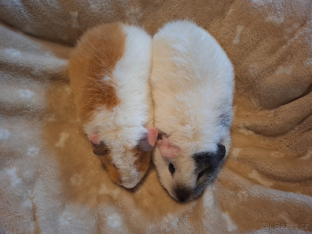 Morče - dvě holčičky US Teddy - 4