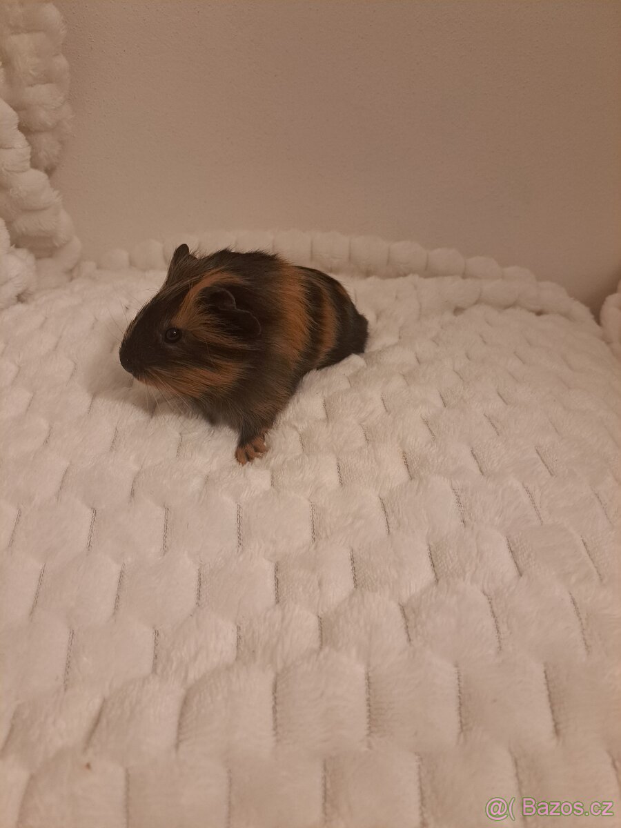 Morče kluk - rezervace - 4