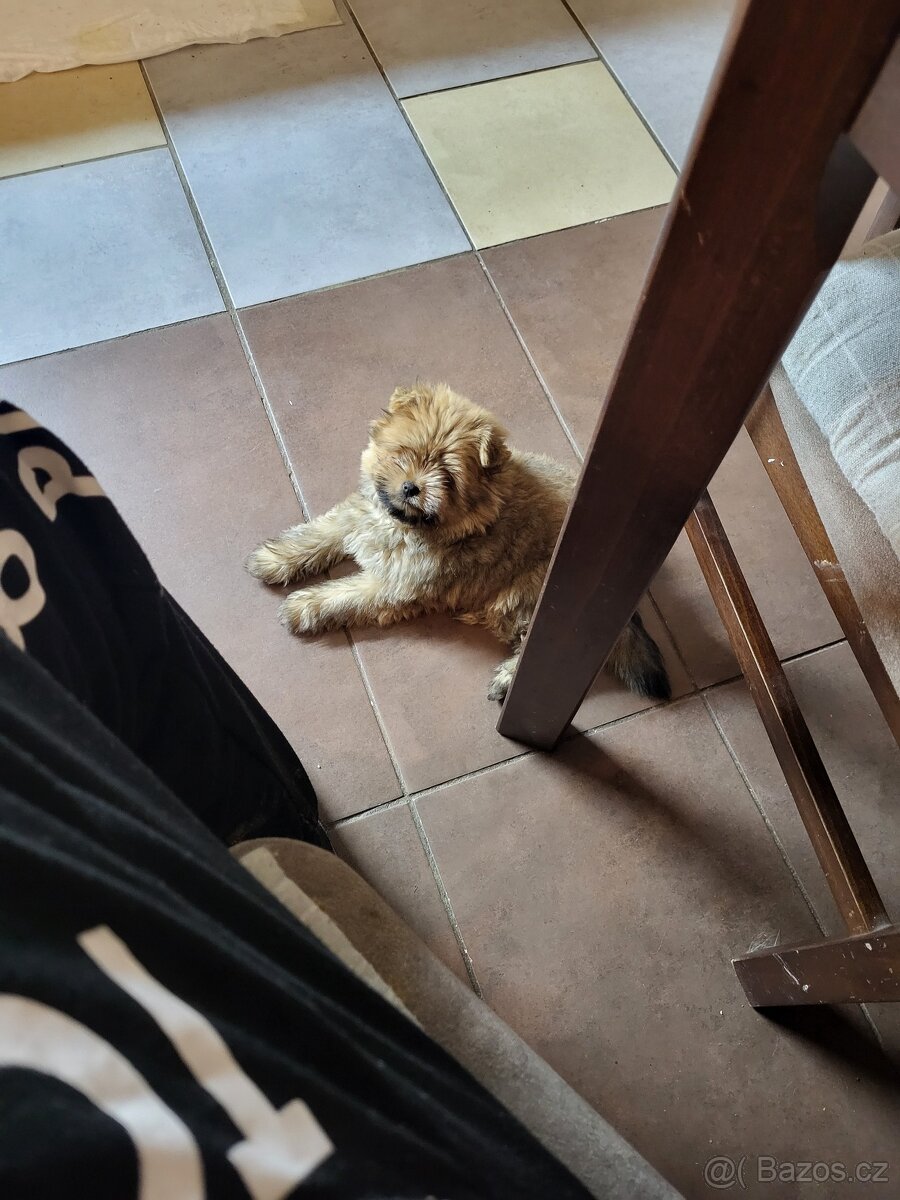 Pomeranian x Jorkšírský teriér biro fenka - 4