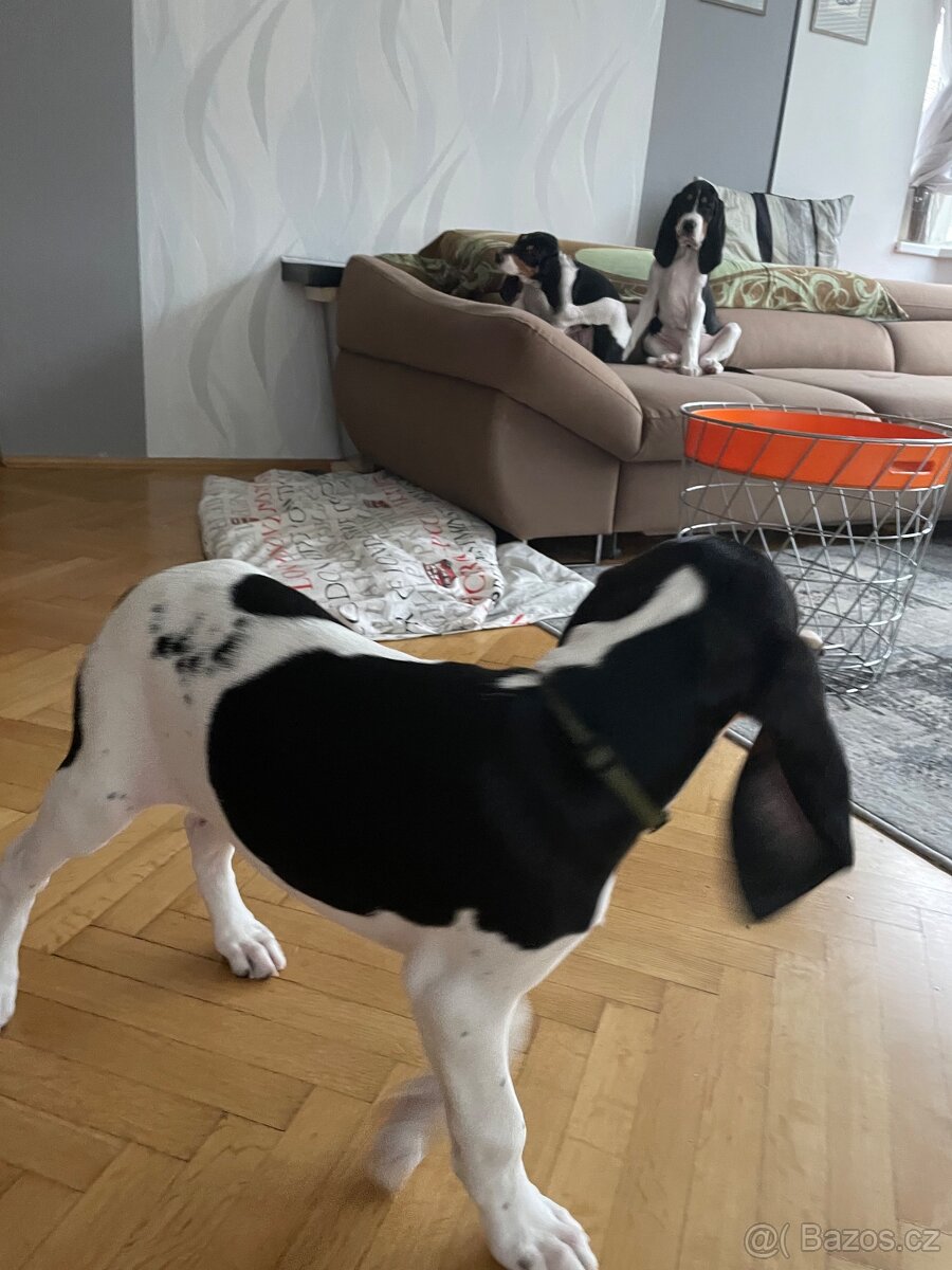 Štěně s PP ihned k odběru - 4