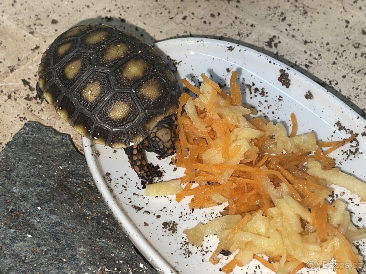 Želva uhlířská - mláďata - 4