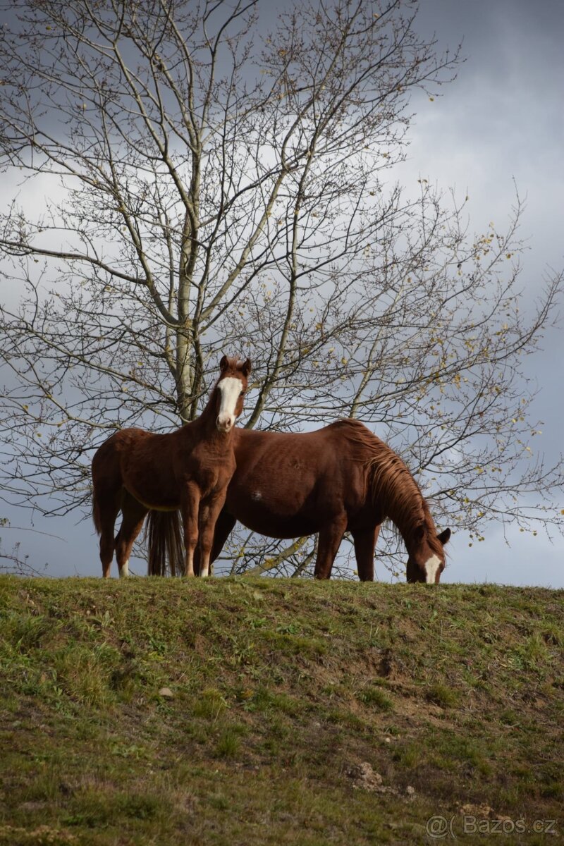 Perspektívny aph žrebček - 4