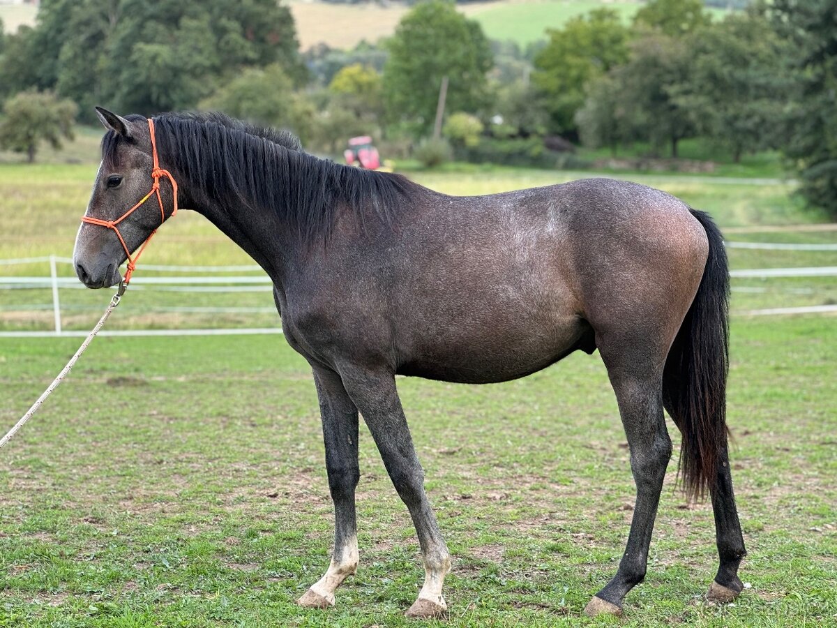 Hřebeček/valášek ČT nar. 3/2024 - 4