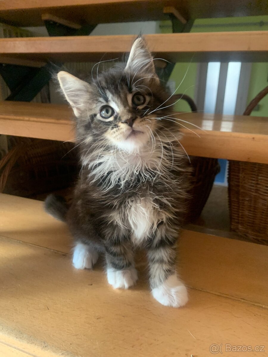 mainská mývalí s PP - kocourci - 4