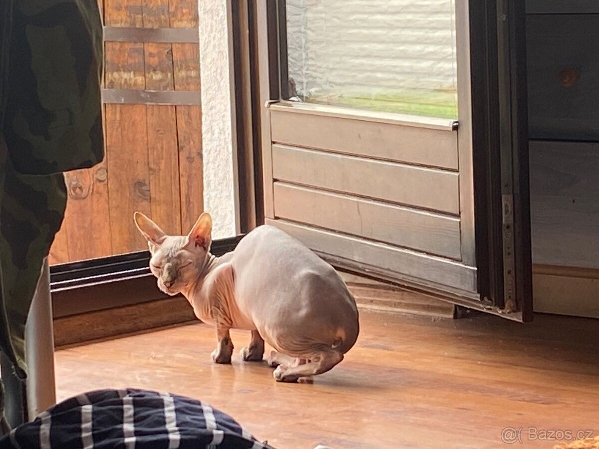 Kanadský sphynx - 4