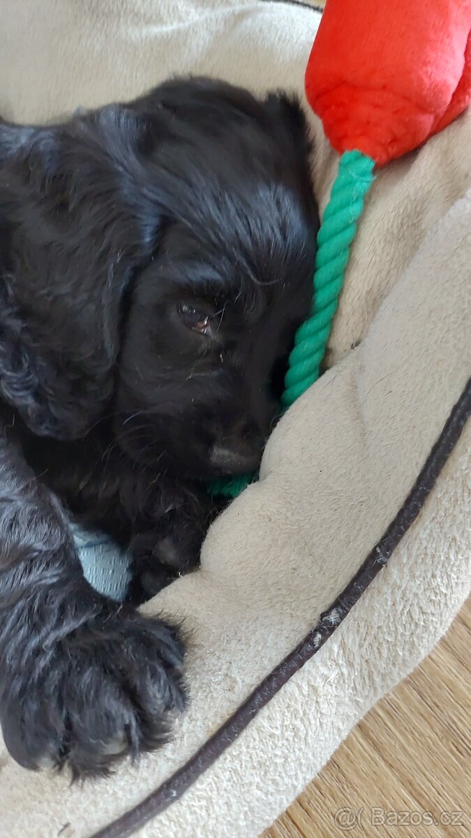 Anglický kokršpaněl - 4