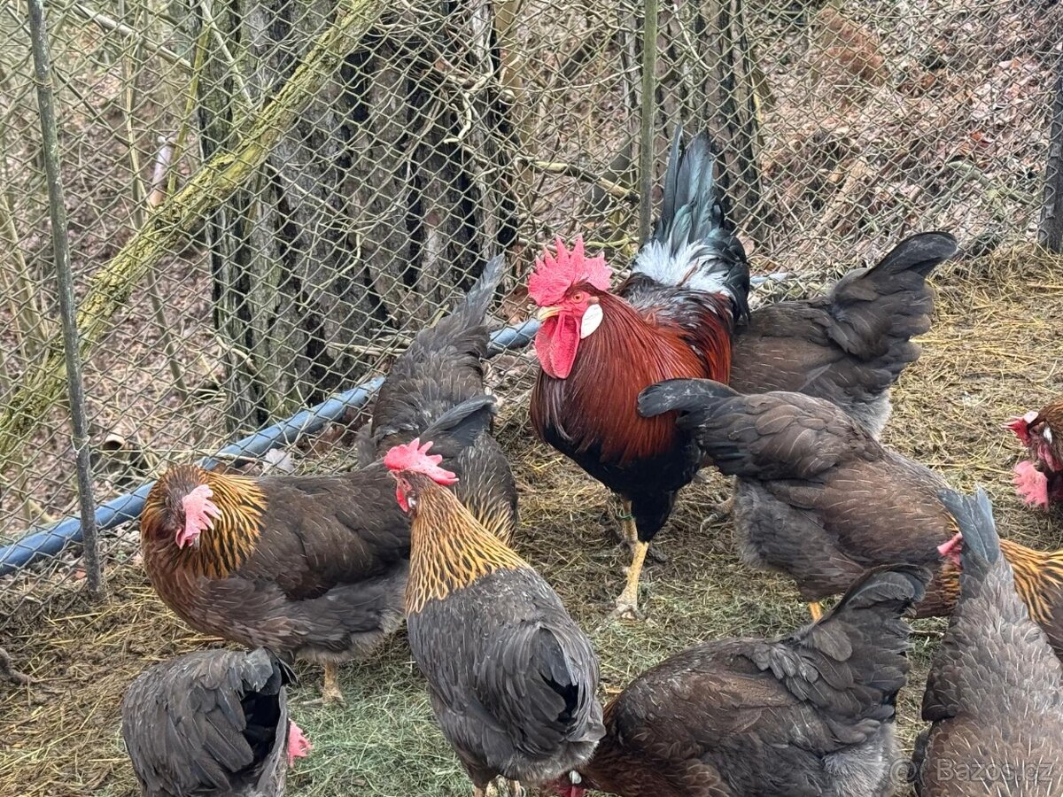 Vlaška koroptví - násadová vejce - 4