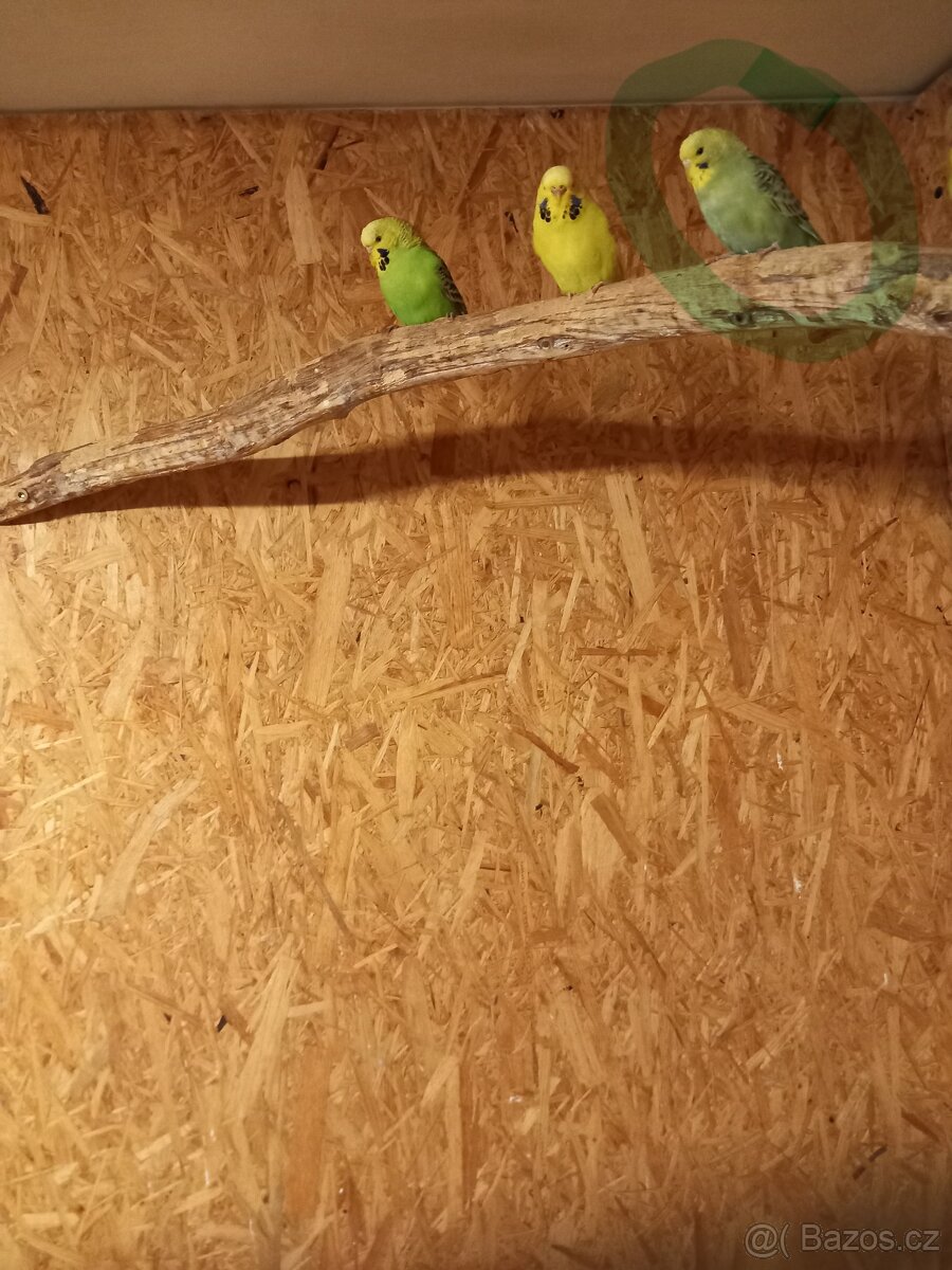 Neoféma Tyrkysová - 4