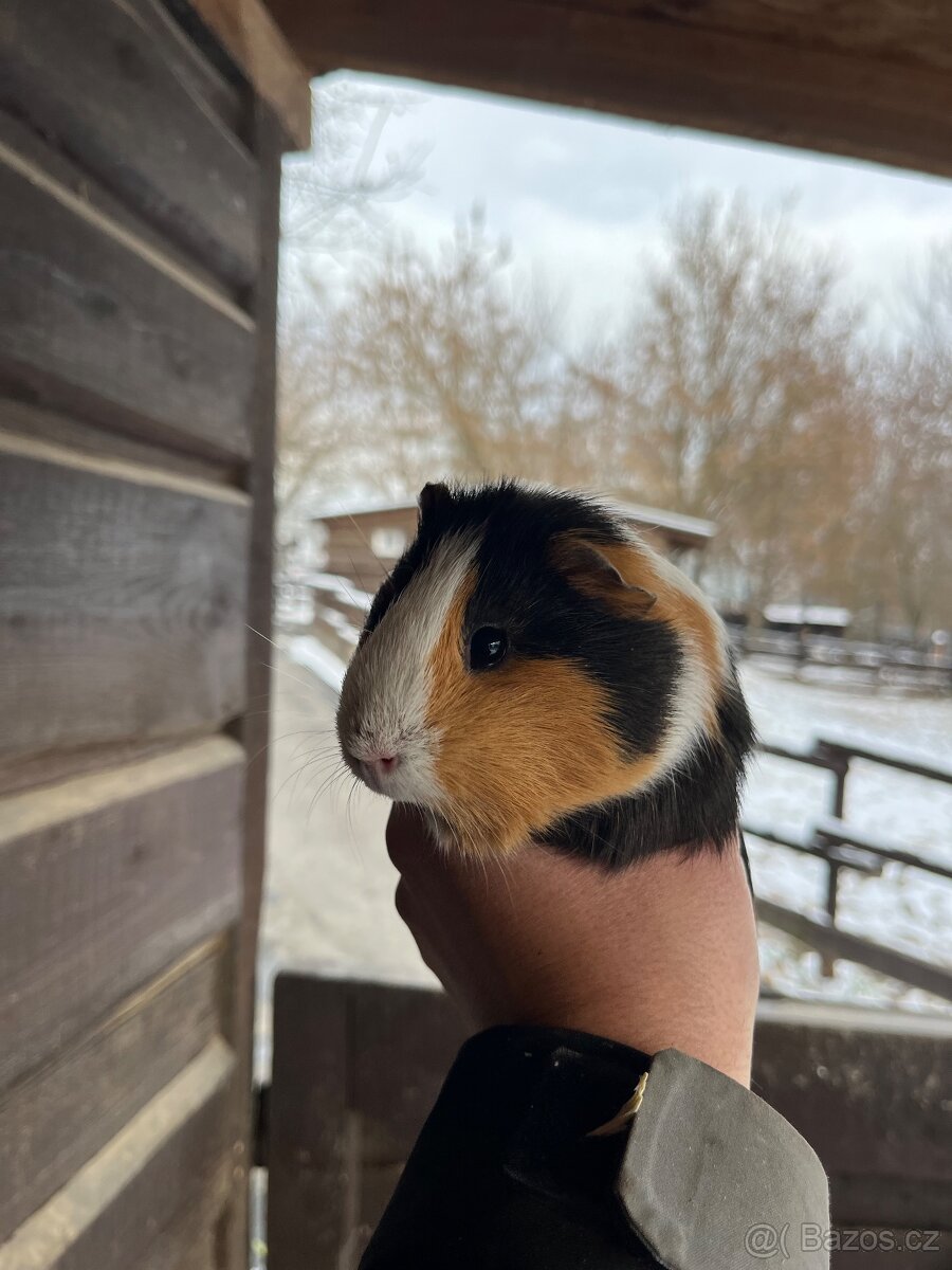 Morčata Ostrava 200,- - 4