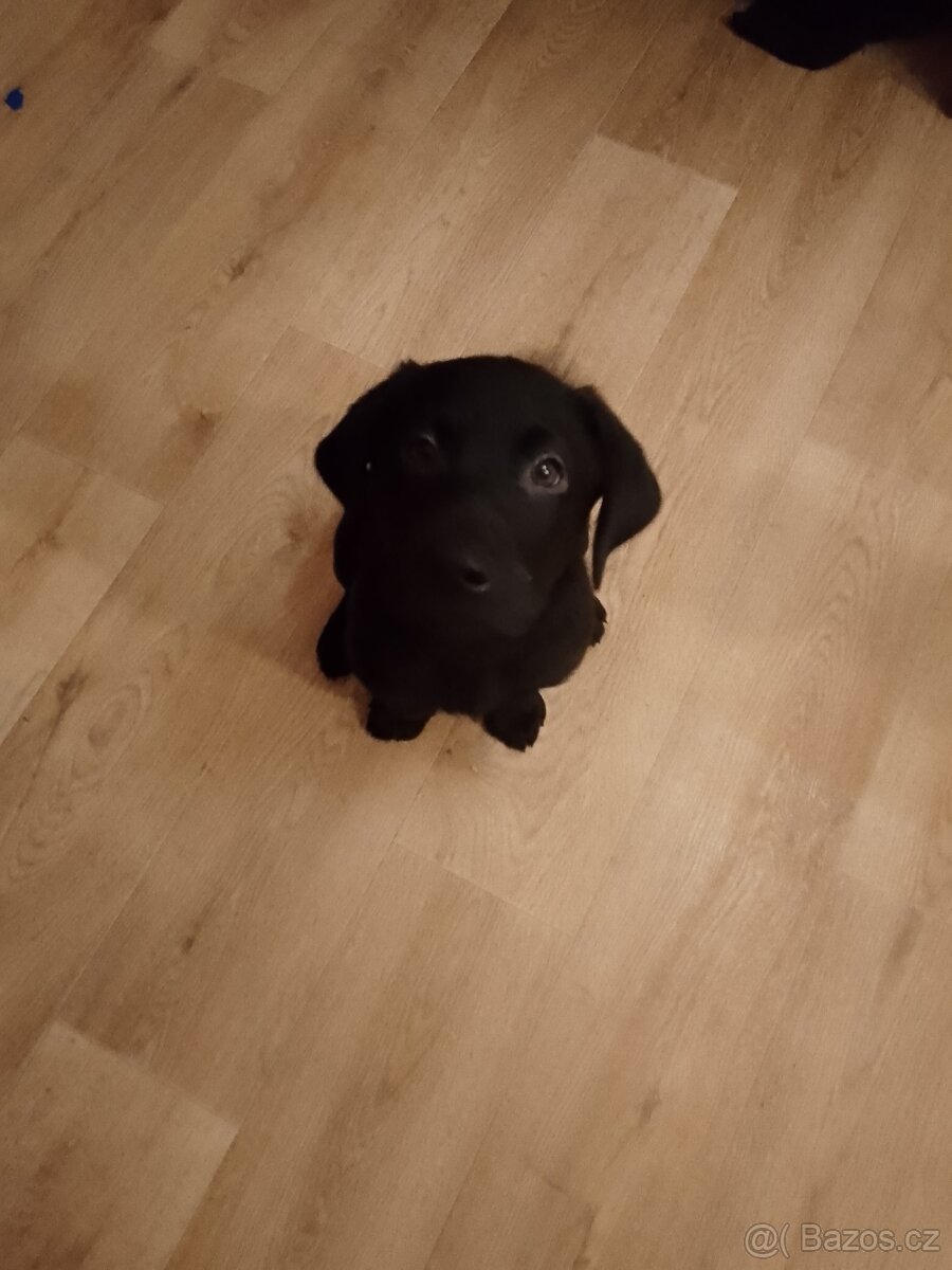 Labrador štěně - 4