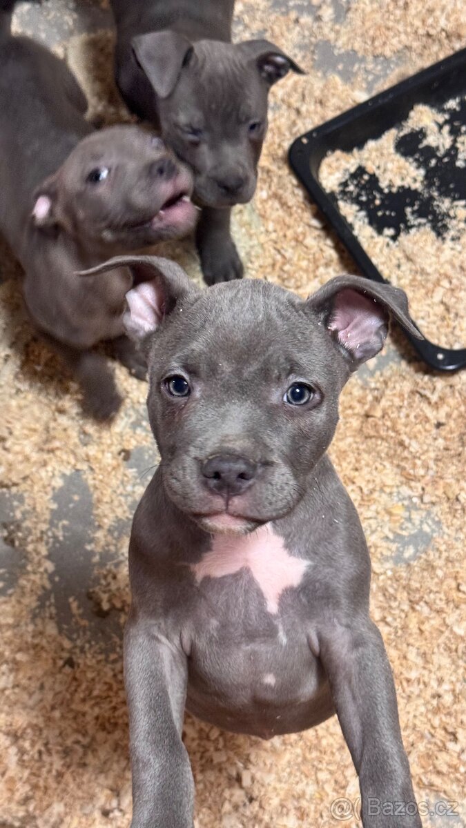 Americký stafordširský teriér - 4