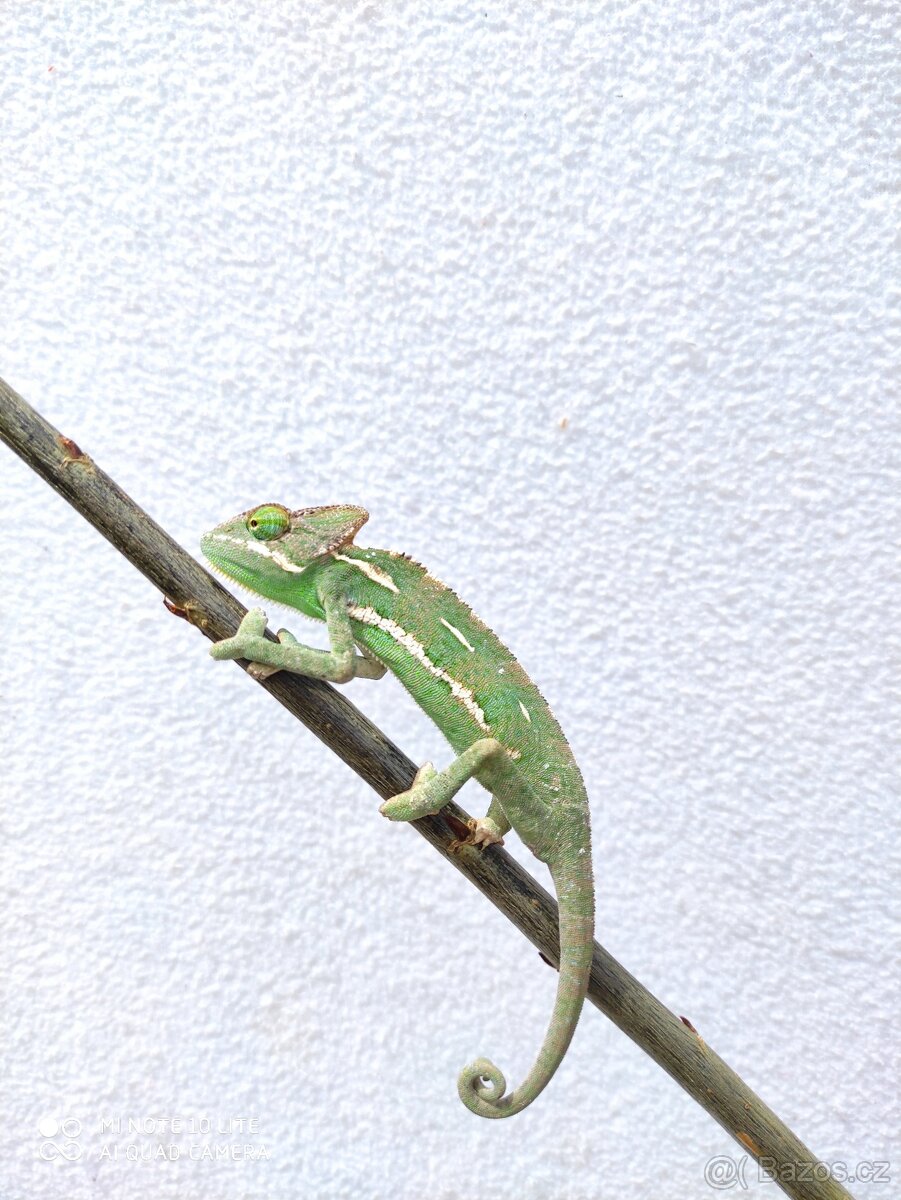 chameleon jemenský, terárium - 4