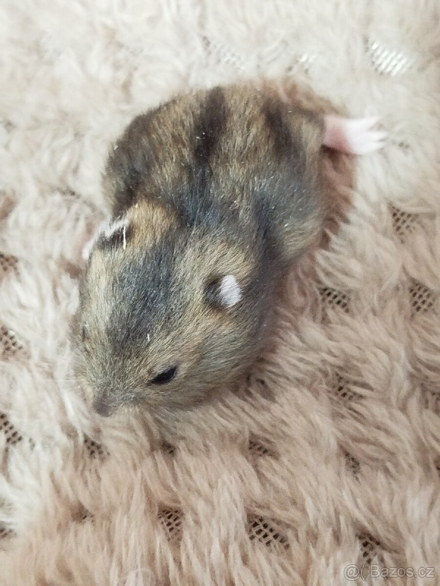 Křeček džungarský sameček - 4