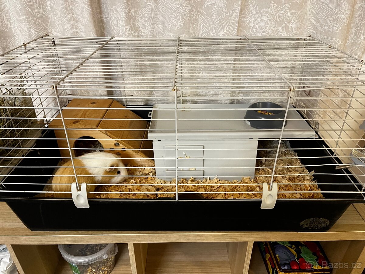 Daruji 2 morčata-kluci, stáří 1 rok. - 4