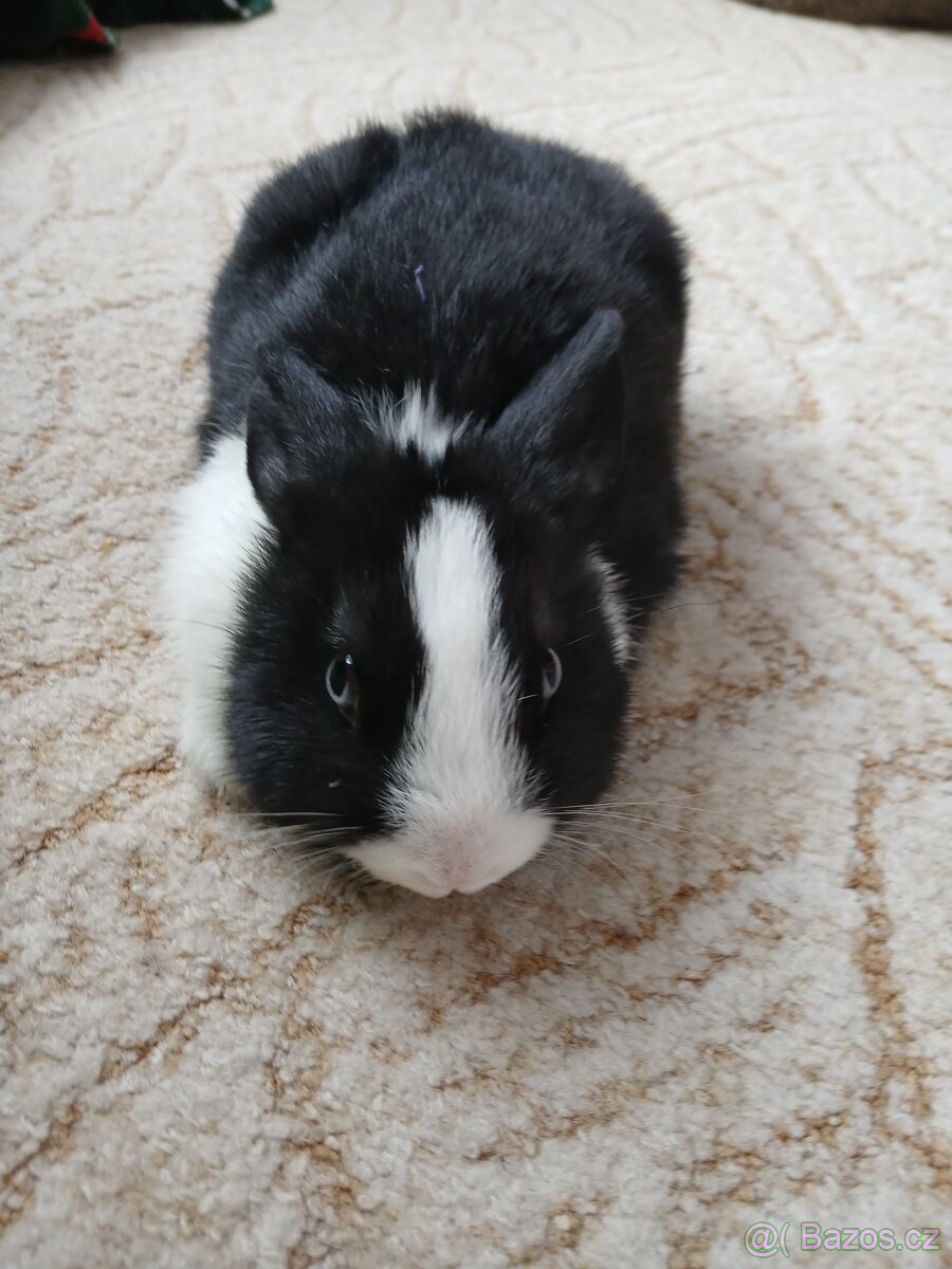 Zakrsly králík - 4
