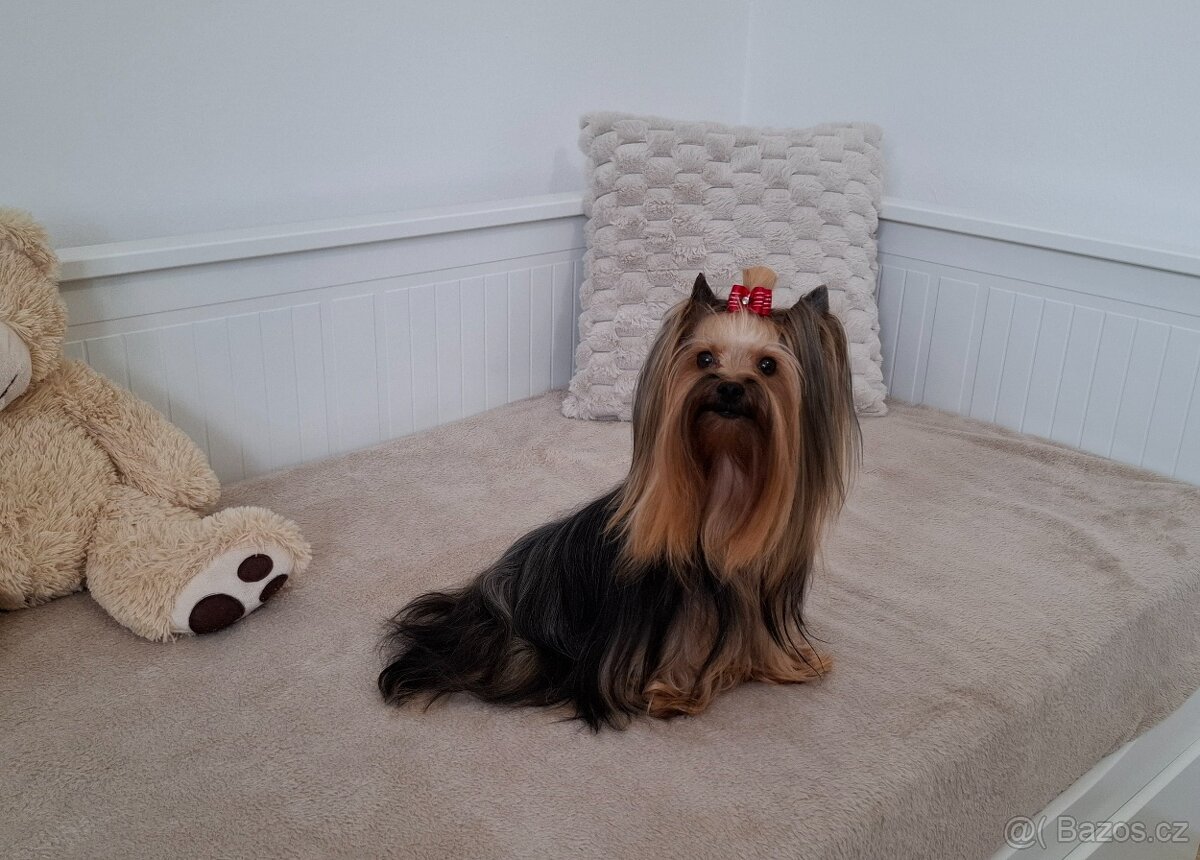 Jorkšírský terier fenka - 4