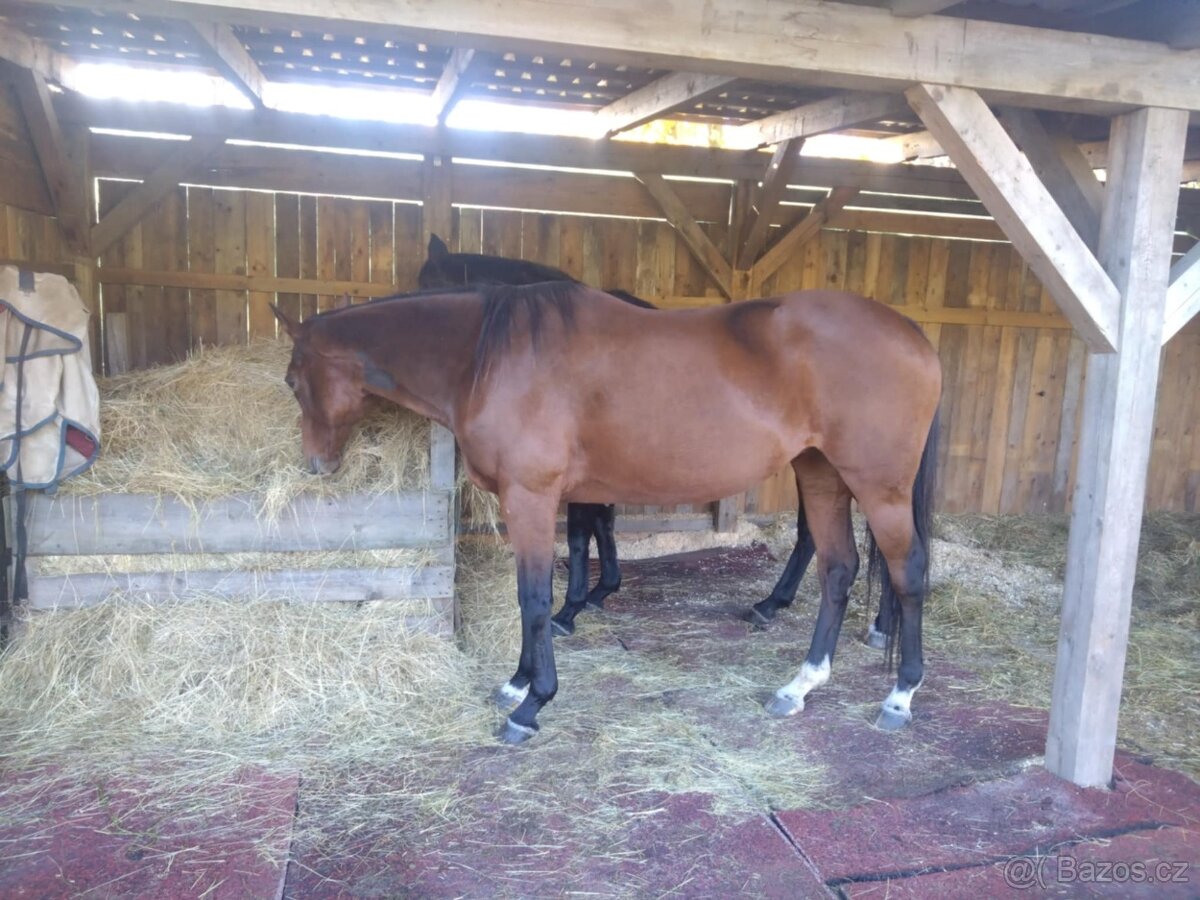 Plnokrevná kobyla - jemná a milá parťačka - 4