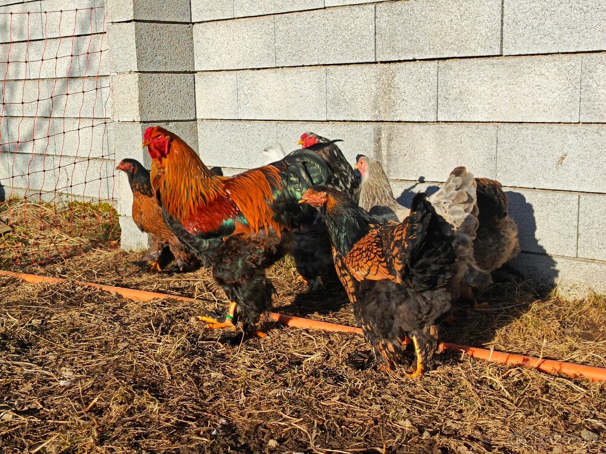 Brahmanka velká - 4