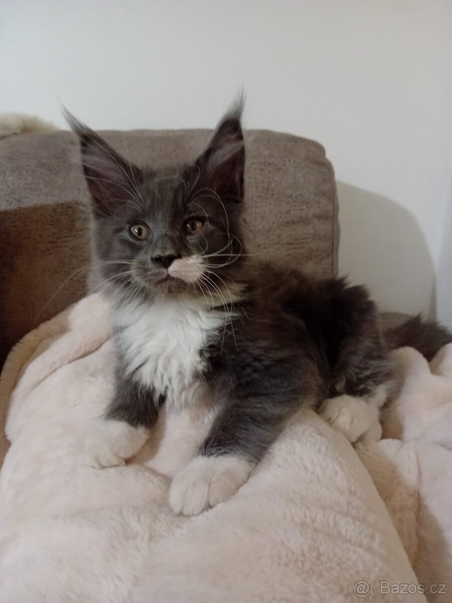 Krytí Mainská mývalí - 4