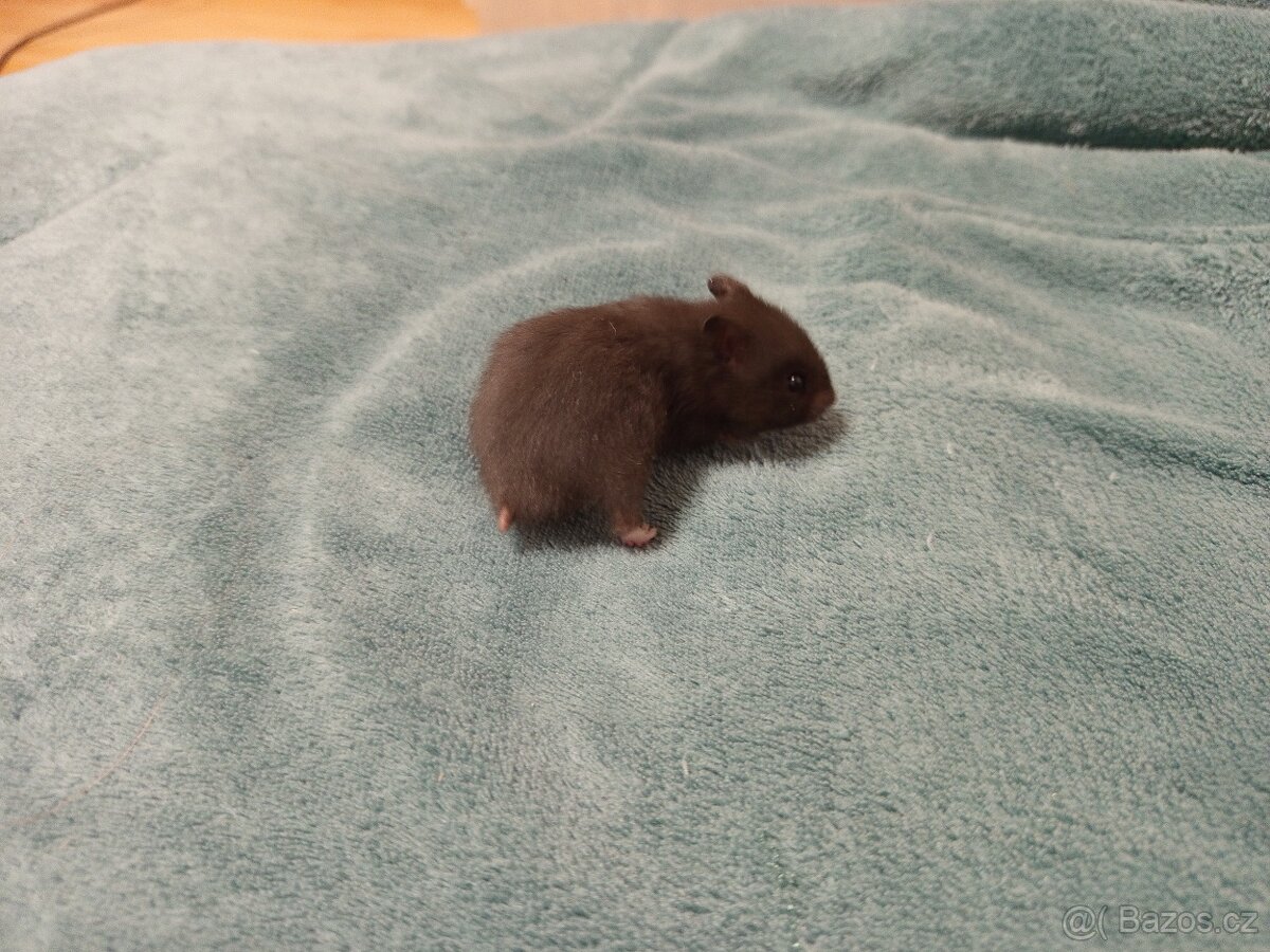 Křeček syrský mláďata - 4