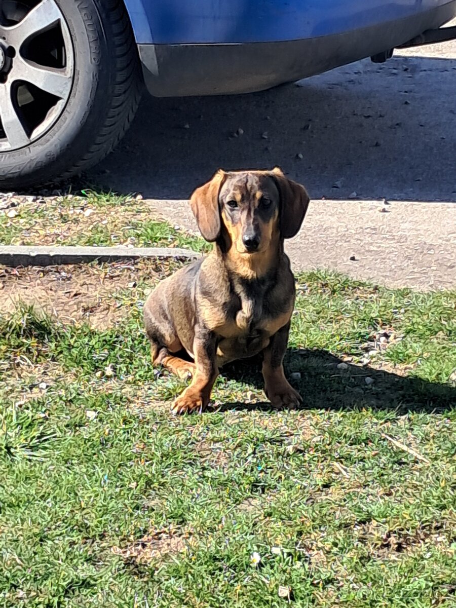 Jezevčík hladkosrstý - štěně - 4