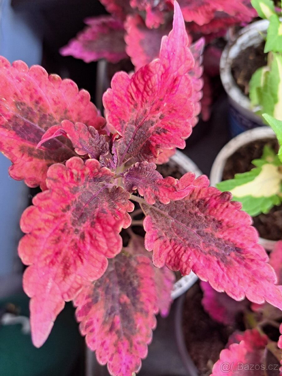 Okrasné kopřivy, coleusy - 4