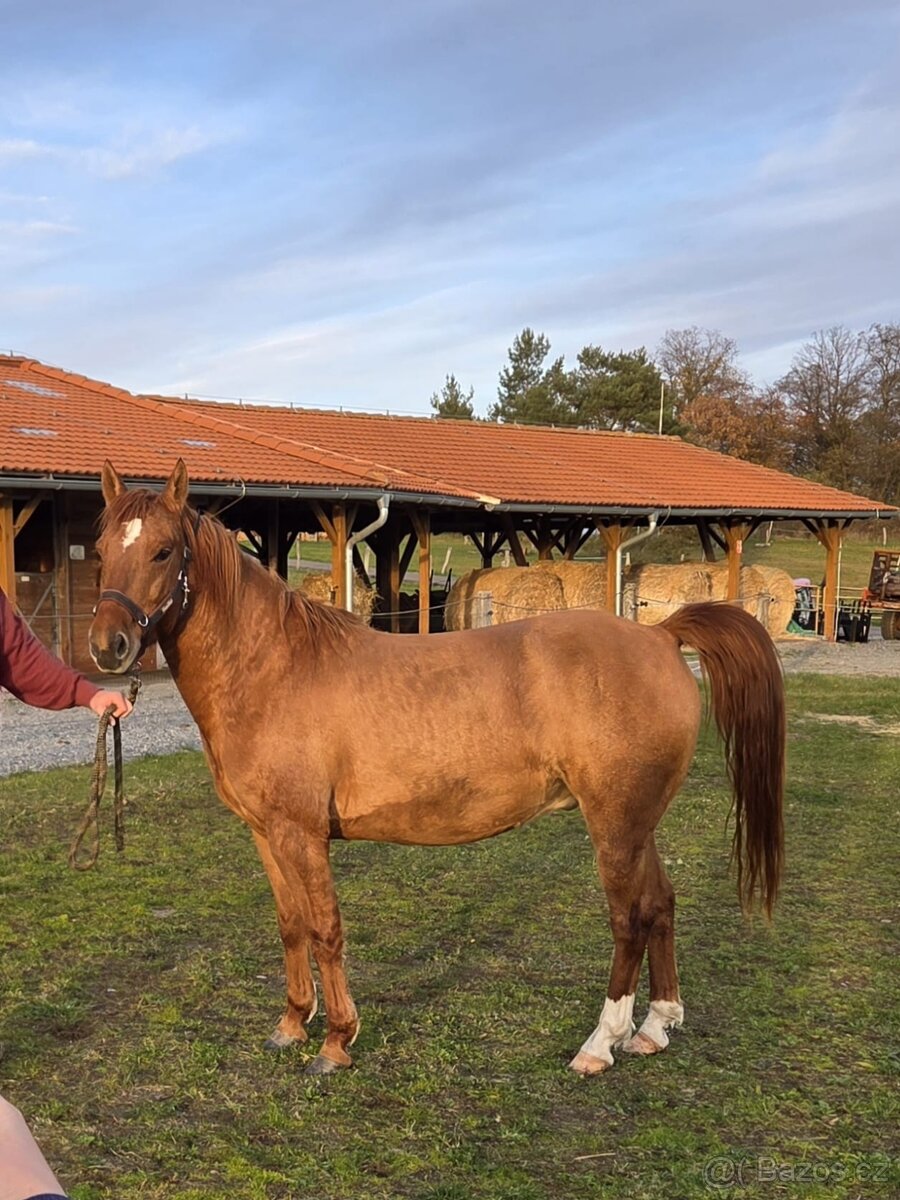 Prodám PONY koně - 4