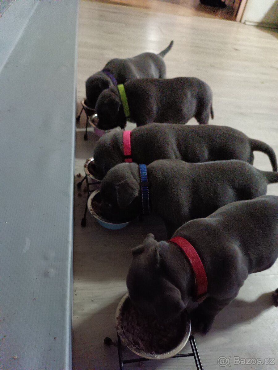 Štěňátko Americký stafordšírský teriér - 4