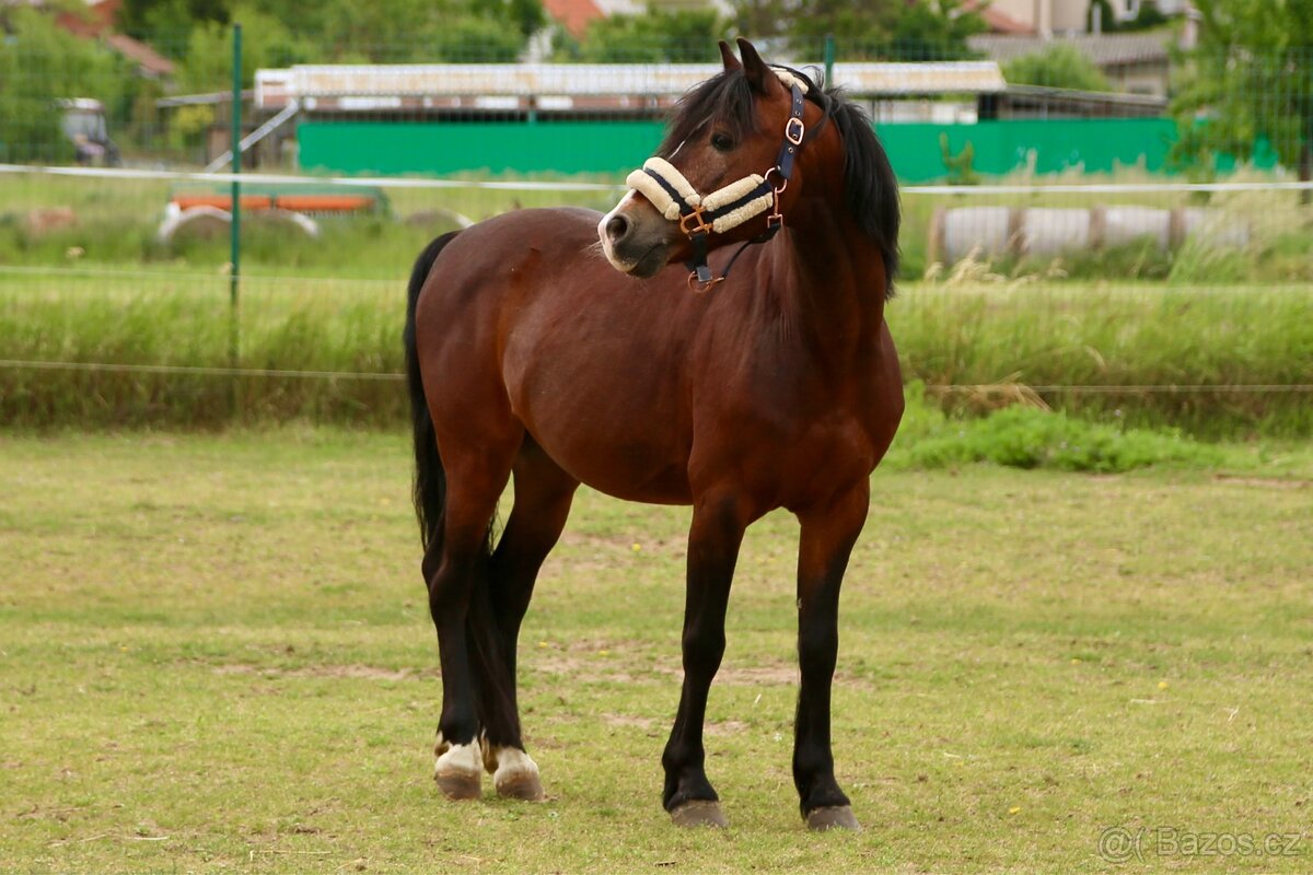 Pony valach Valentýn 2015 - 4