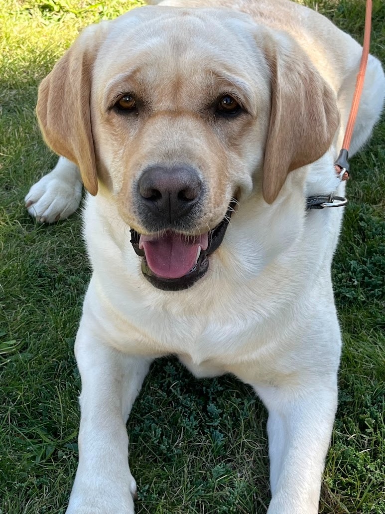 Labrador štěňátka s PP - 4