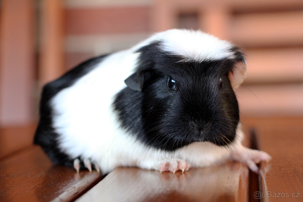 Morčátka - samečci k odběru před Vánoci - 4