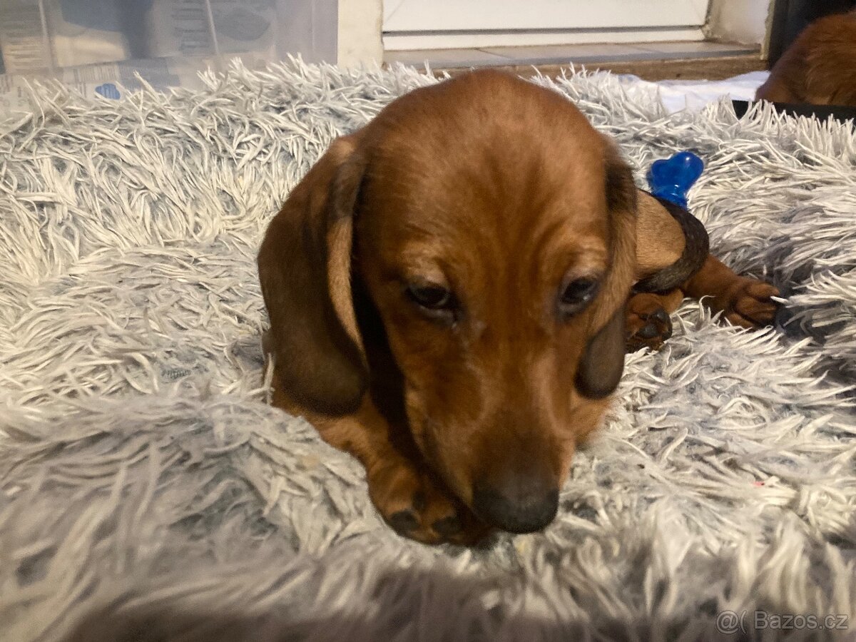 Jezevčík štěně - 4