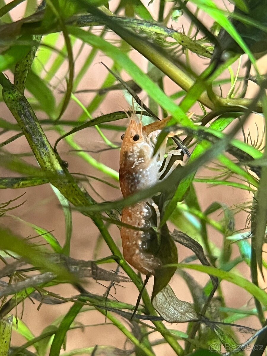 Rak mexický - CPO - 4