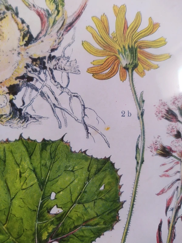 Obrázek herbář I. - 4