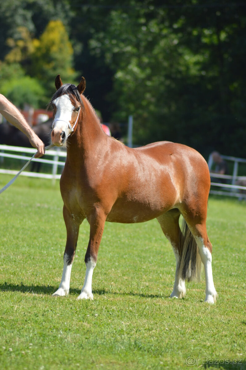 Welsh mountain pony, sekce A - 4
