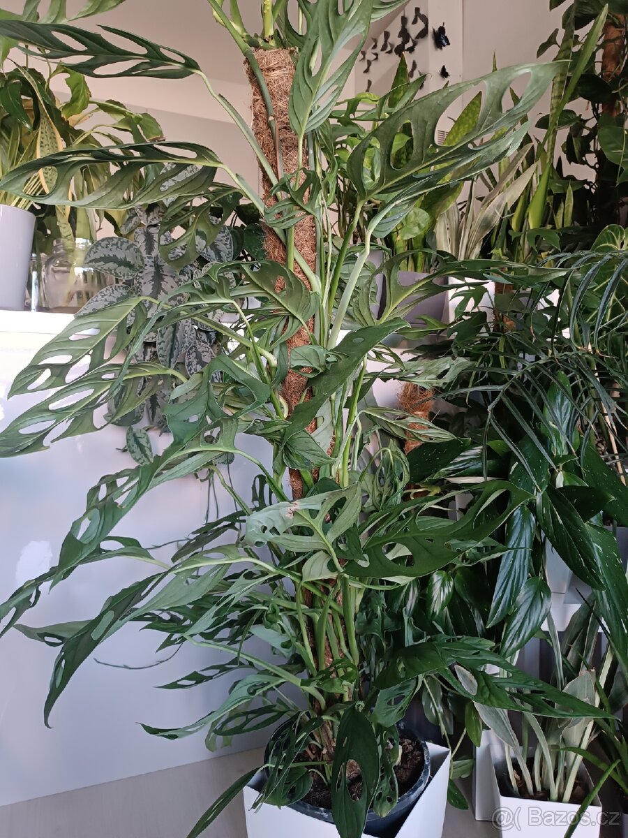 Monstera Xanthospatha - Holy Moly - 4