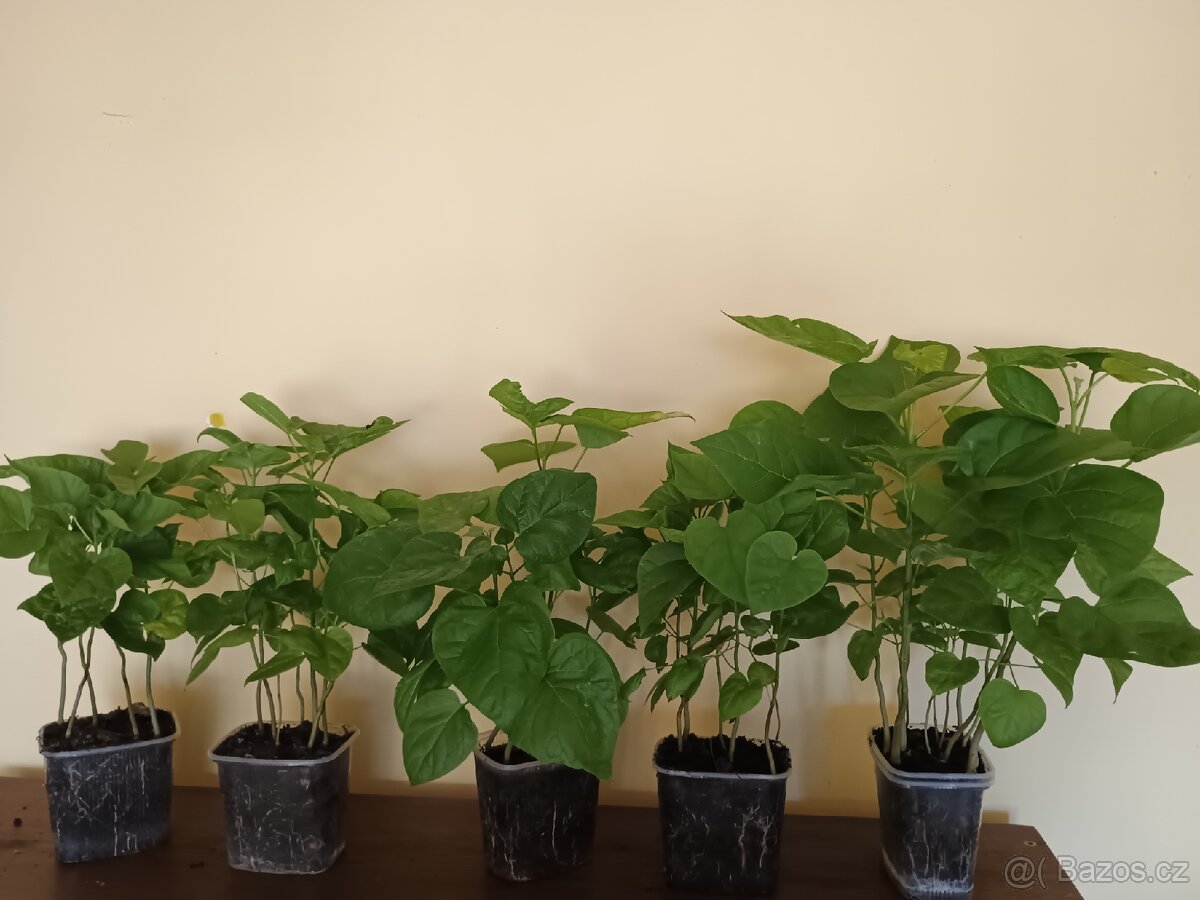 Katalpa trubačovitá sazenice - 4