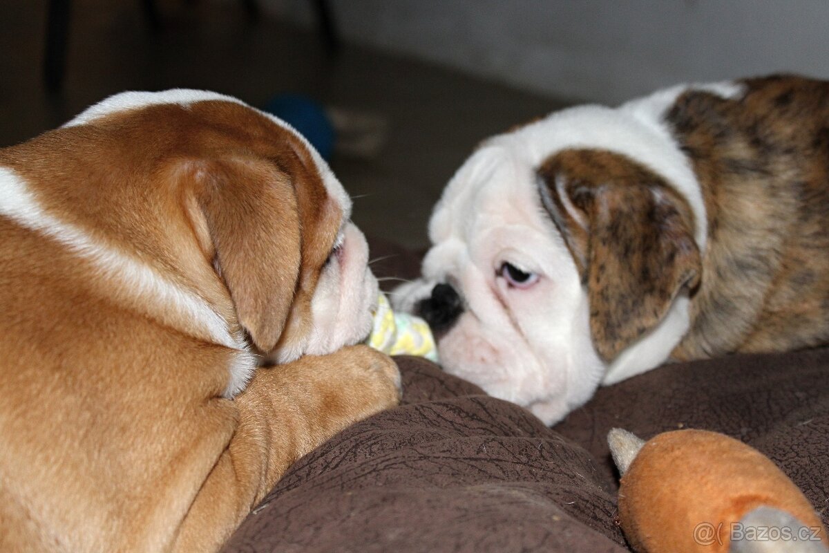 Anglický buldok s PP, volná fenka - 4