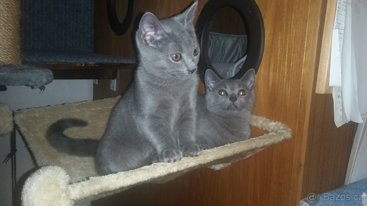 KOČKA KARTOUZSKÁ - 4