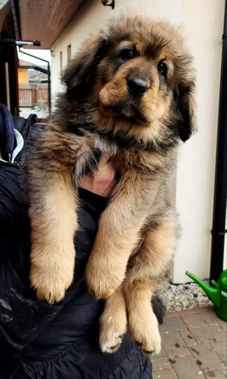 Tibetská doga ke krytí - 4