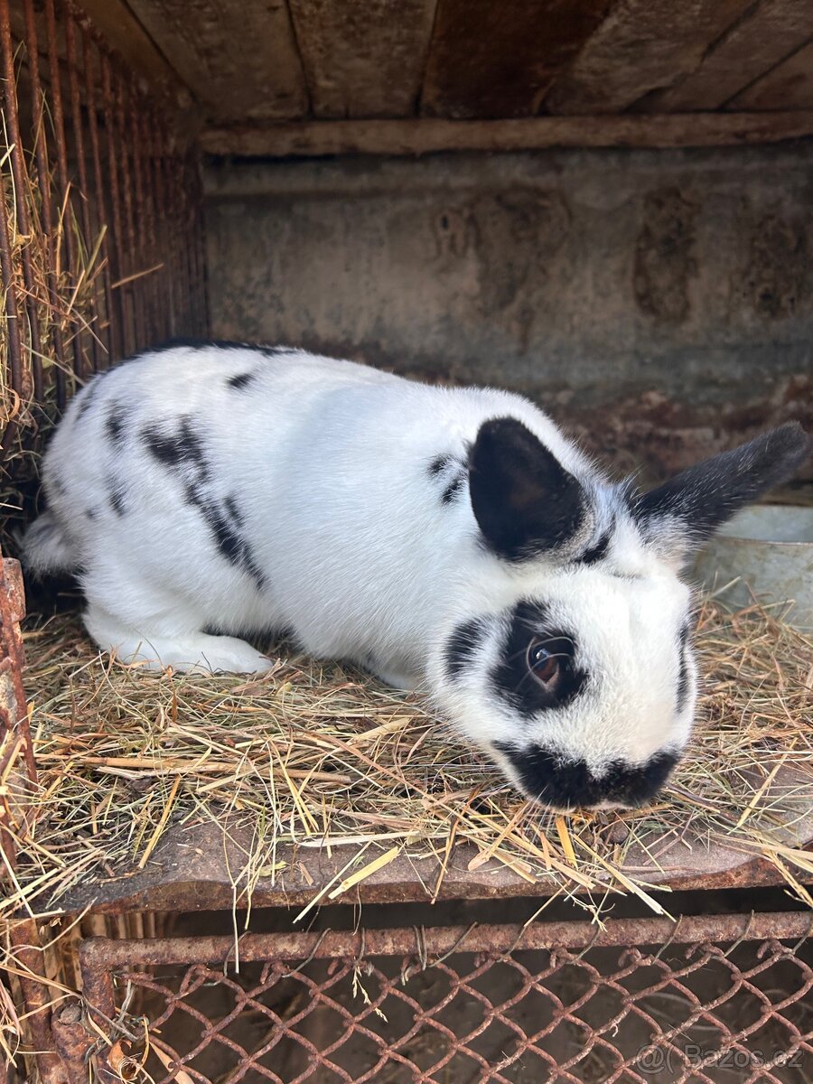 polo zakrslý králík - 4