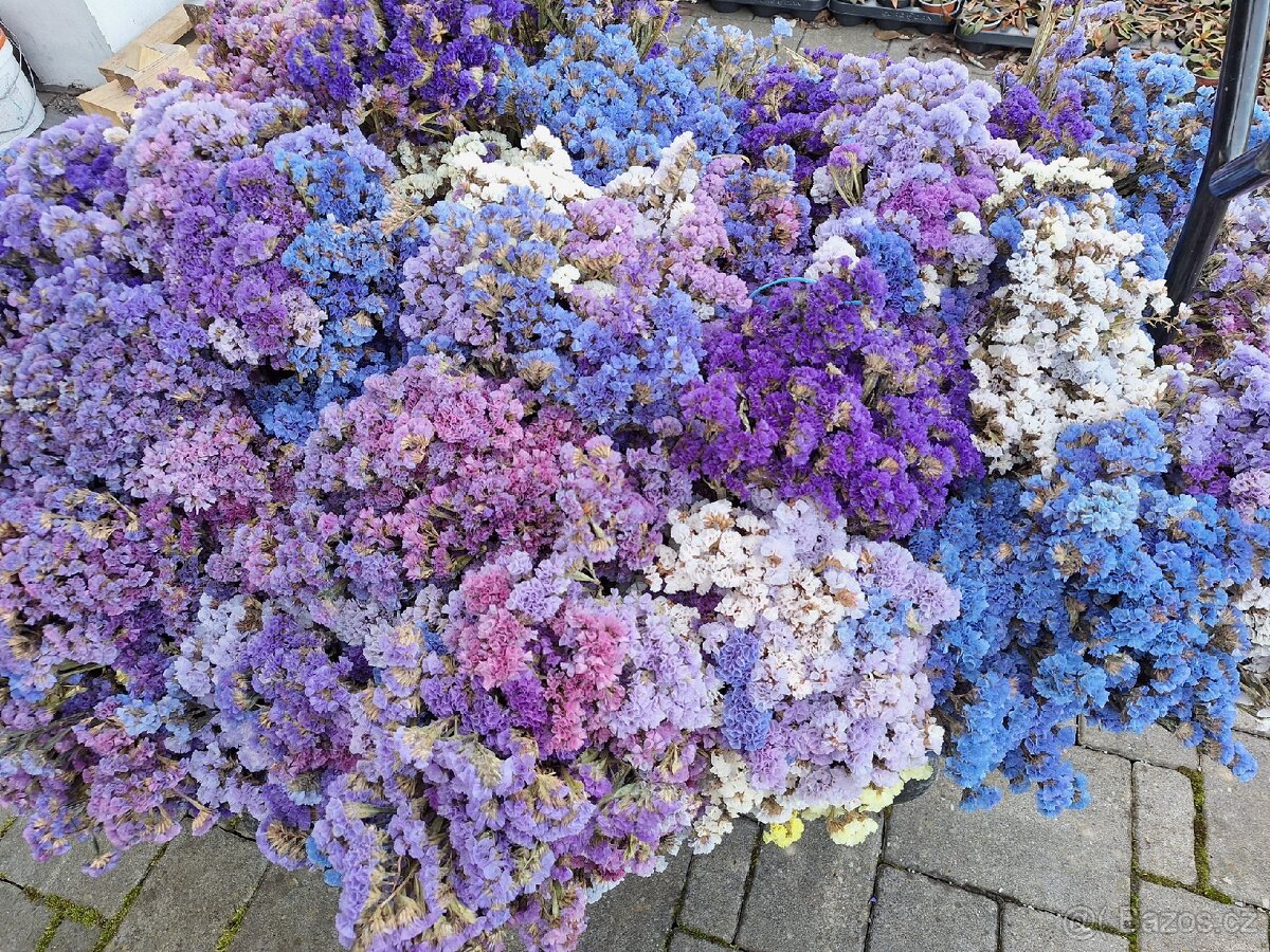 Prodám loňskou statici sinuatu - 4