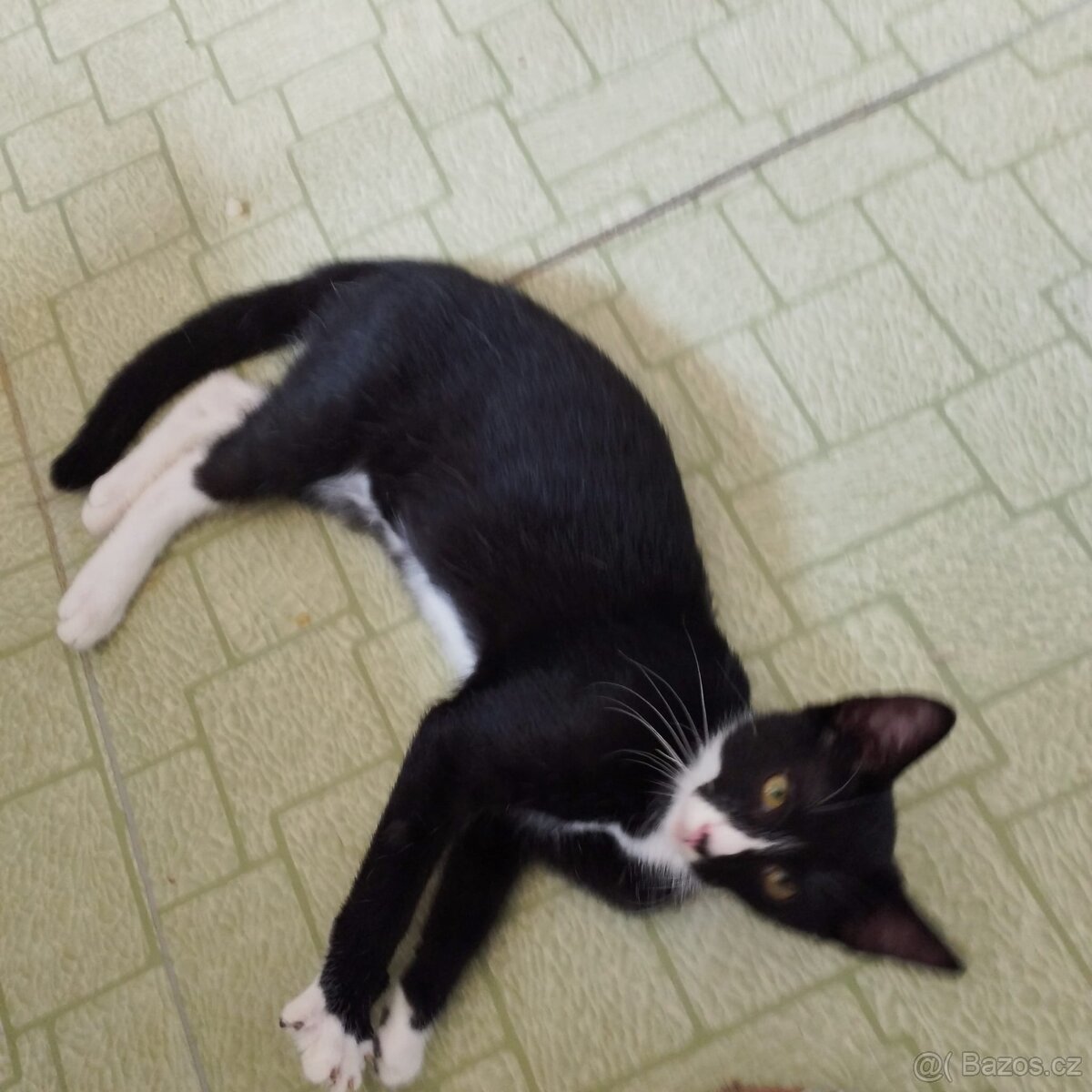 Koťátka do dobrých rukou 🐈⬛🐈⬛🐈⬛ - 4