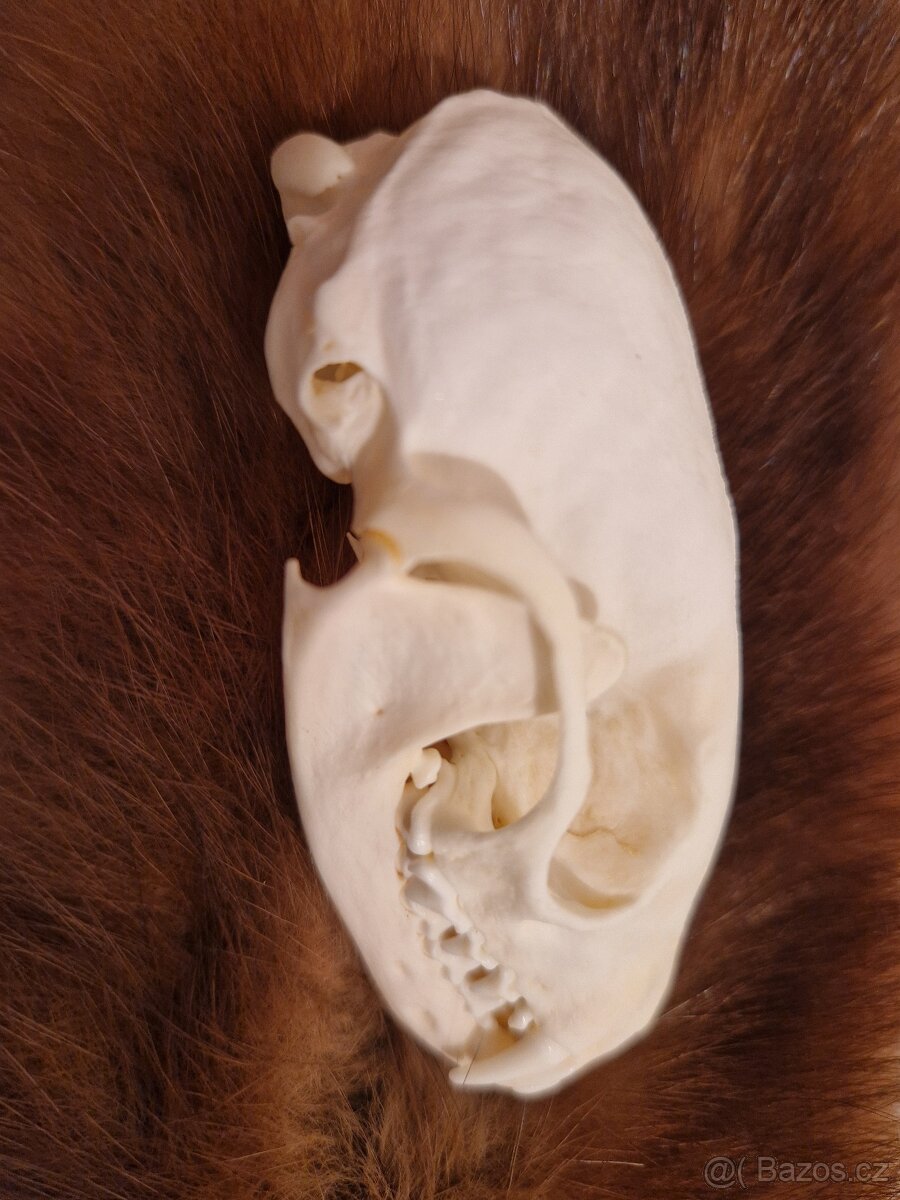 Lebka - kuna lesní - 4