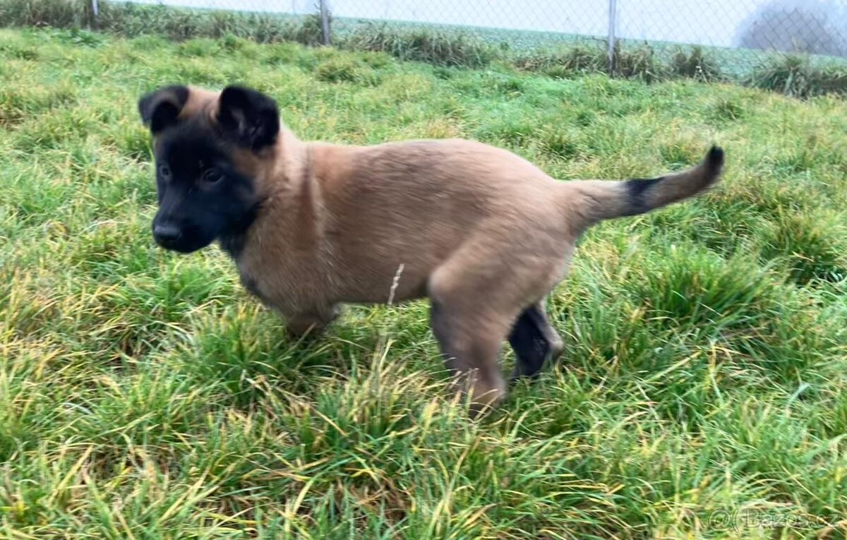 Belgický ovčák Malinois - 4
