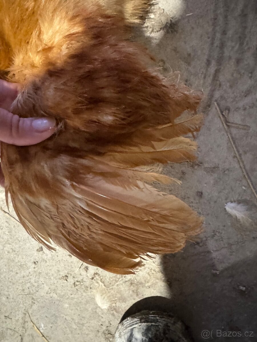 Hedvabnička velké vousatá - 4