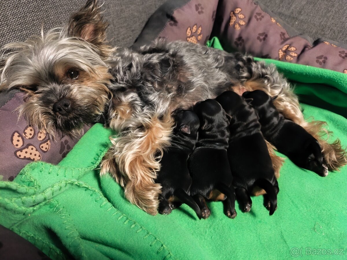 Jorkšírský teriér - 4