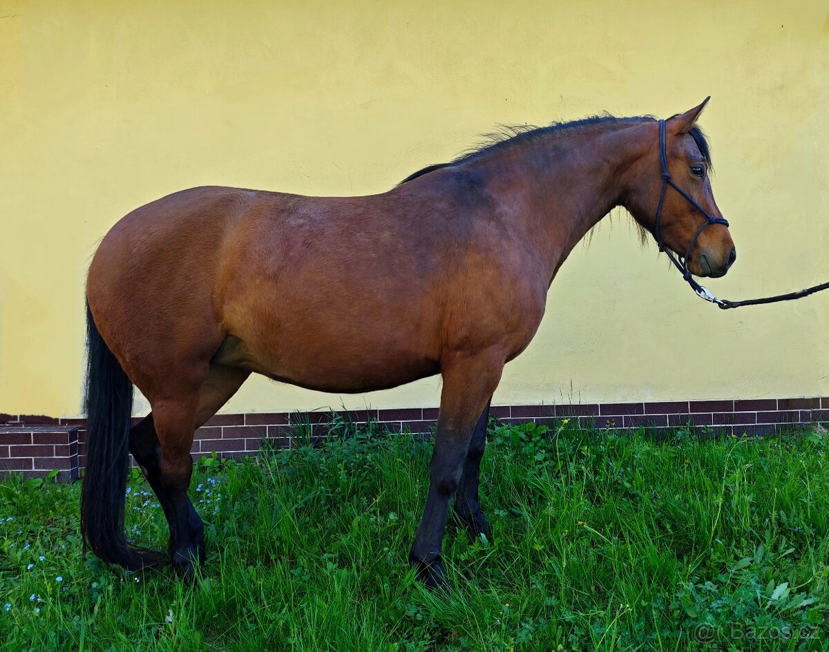 Klisna 4 roky - 4