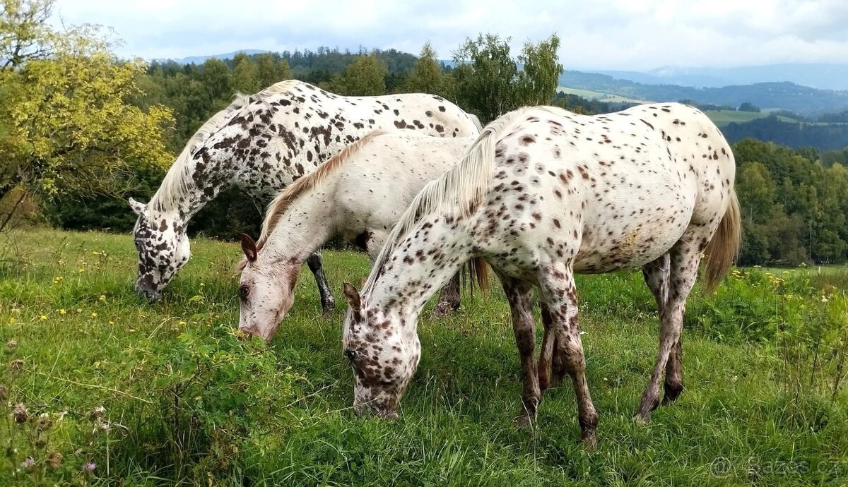 Nádherná Appaloosa klisnička - 4